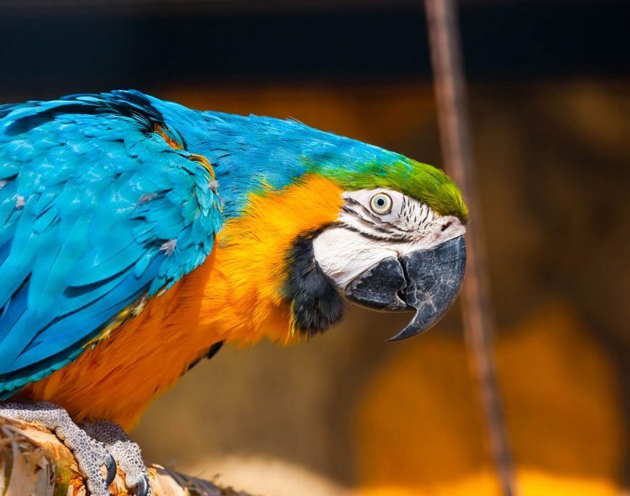 Exotic Pet Ownership Checklist